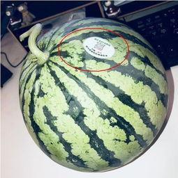 吃瓜湖北网红,揭秘网络红人的幕后故事